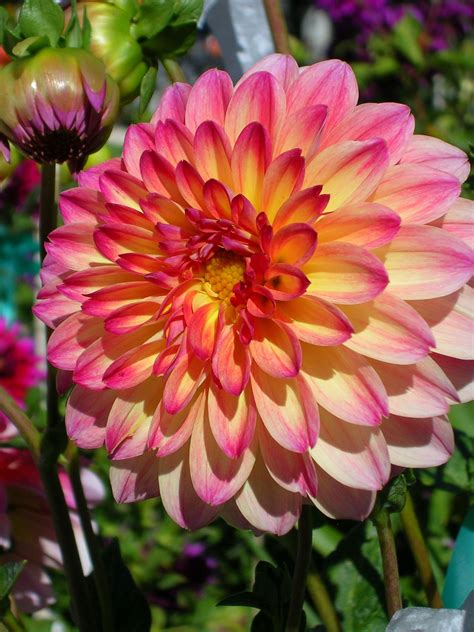 Amoled Dahlia Flower Wallpapers Download Mobcup