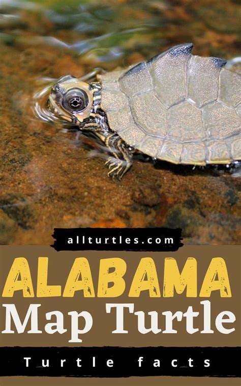 Alabama Map Turtle Species Overview Artofit