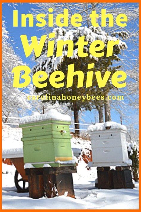 Where Do Bees Go In Winter Carolina Honeybees Bee Hive Flow Hive