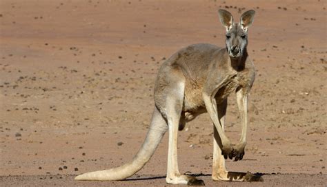 Red Kangaroo 11 Facts About Australias National Animal