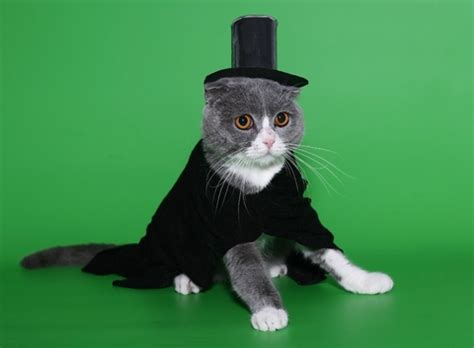 But when you know what to look for, sexing a. Is a Male Cat better than a Female Cat?