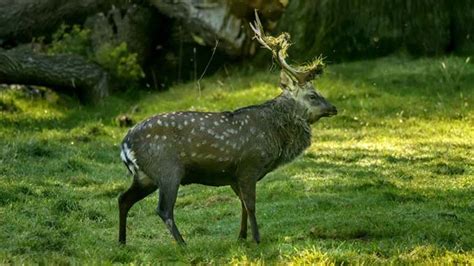 Sika Deer Cervus Nippon Woodland Trust