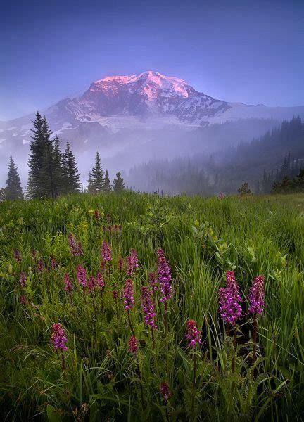 The Mountain Is Covered In Mist And Flowers