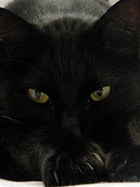 Black Cats Rule 14th August 2015 Cats Crazy Cats Beautiful Cats