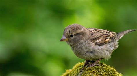 Small Sparrow 4k Photo Background Hd Wallpapers