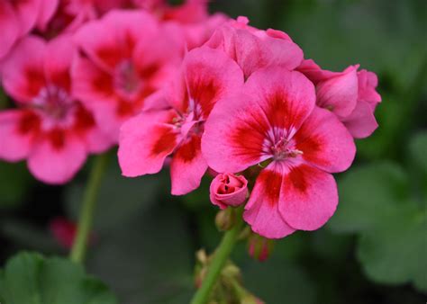 Try Zonal Geraniums For Beautiful Gardens Mississippi State