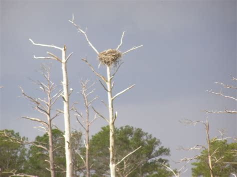 Eaglenest is jewel of indian birding within an area of 217 sq km. Free photo: DE - Eagles Nest - Bird, Branches, De - Free Download - Jooinn