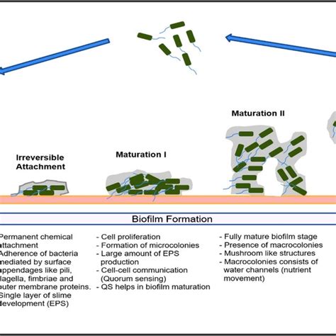 Schematic Representation Of Various Stages Of Biofilm Formation And
