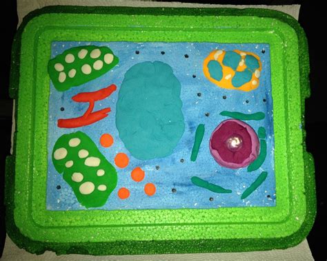 Therefore, theoretical and biophysical descriptions of cellular growth processes focus on mathematical models of cell wall biomechanical responses to tensile stresses. Science project... Plant cell made with play dough, paint ...