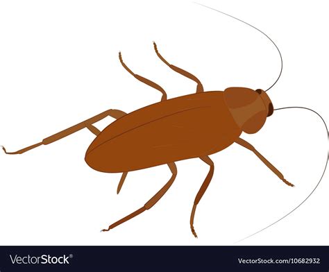 Cockroach Icon Cartoon Insect Isolated On Vector Image