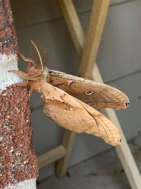 Any Love For This Large Desert Camo Moth Rtulsa