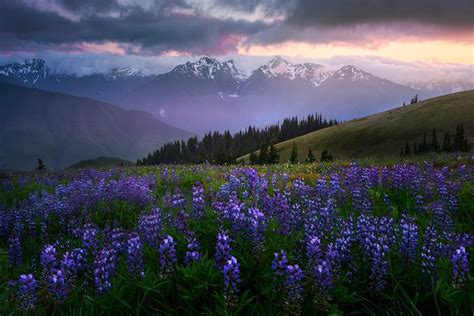 Hurricane Ridge In Olympic National Park Kevin Mcneal Action Photo Tours