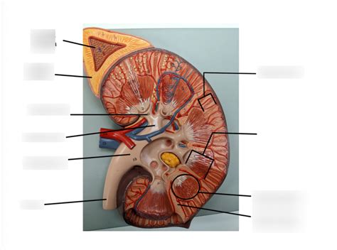 Kidneys Diagram Quizlet