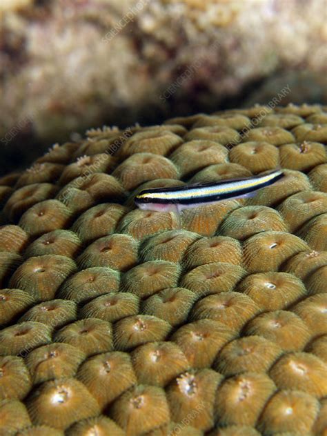 Cleaning Goby Stock Image C0250873 Science Photo Library