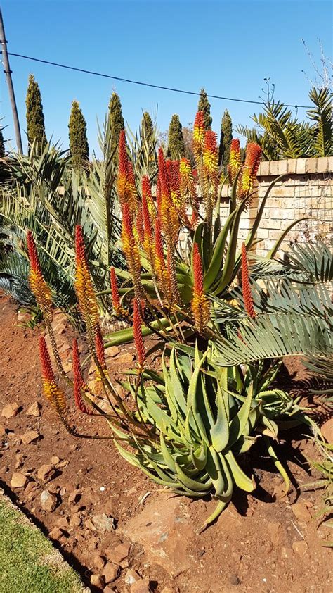 Aloe Hybrid In Flower Johans Hybrids July 2018 Aloes