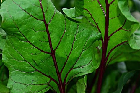 Grow These 14 Vegetables High In Potassium Gardening Channel