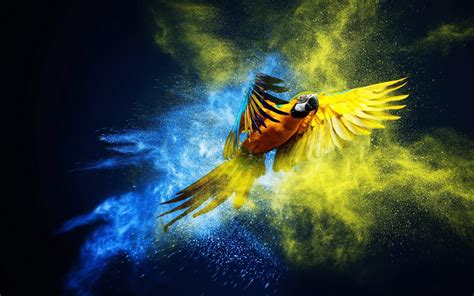 Macaw Wallpapers Wallpaper Cave