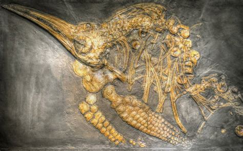 Encuentran Restos Fósiles Del “dragón Marino” Más Grande De La Historia