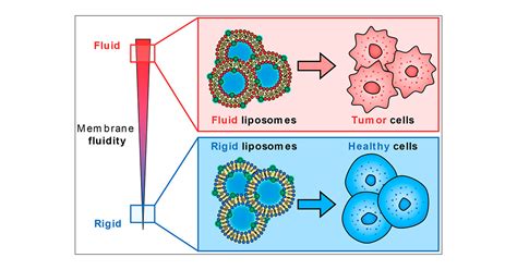 Membrane Fluidity As A New Means To Selectively Target Cancer Cells