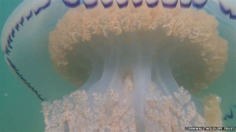 Jellyfish At Record High Says Marine Conservation Society Bbc News