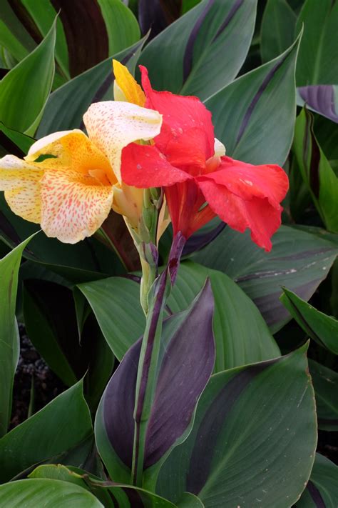 Canna Cleopatra Plant Delights Nursery Blog