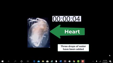 Here's how to track your heart rate, what a normal rate is, and what it says about your health. Normal Heart Rate of Daphnia - YouTube