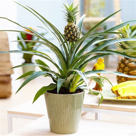 Ananas Indoor Pineapple Plant Garden Plants