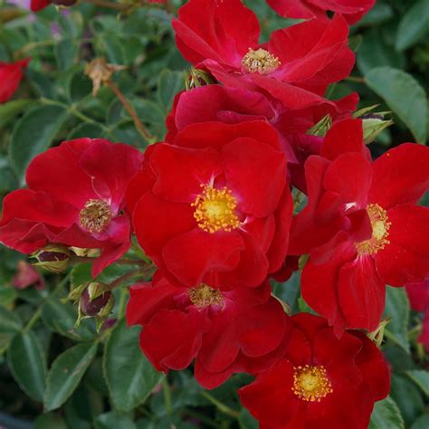 Rosa Var Noare Midwest Groundcovers Llc
