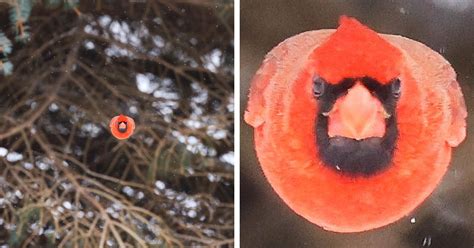 Photographer Catches Angry Bird In Real Life Petapixel