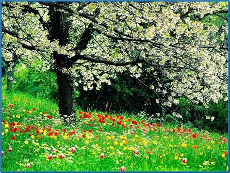 Spring Bloom Screensaver Download Free
