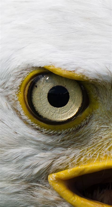 Interesting Photo Of The Day Eagle Eye