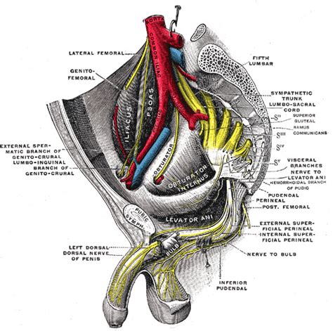 Anatomy Abdomen And Pelvis Penis Dorsal Nerve Statpearls Ncbi