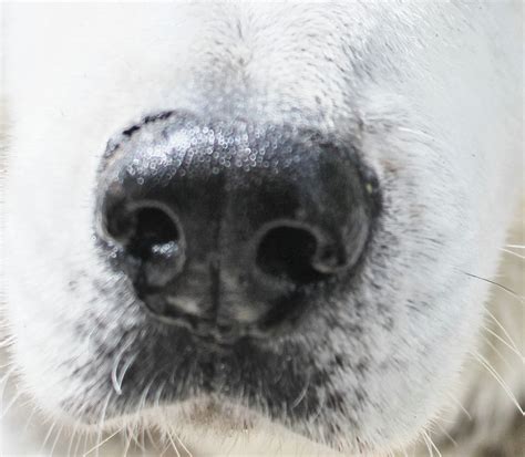 Know Thy Dog Dog Nose Print