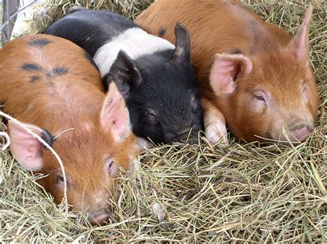 These Piggies Are A Combination Of Hampshire Duroc And Yorkshire By