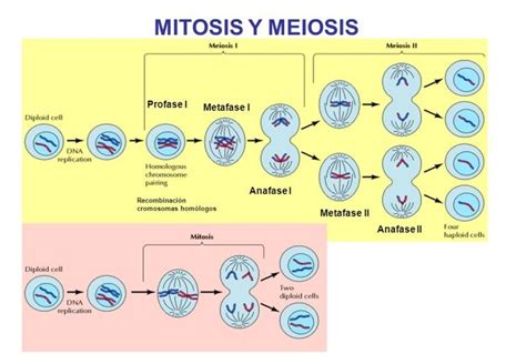 Meioslide17 Mitosis Y Meiosis Mitosis Biología Avanzada