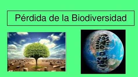 Perdida De La Biodiversidad