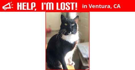 Lost Cat Ventura California Hunter