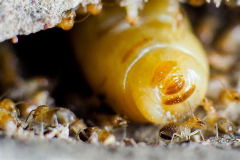 Why Are Termite Queens So Big Pest Wisdom
