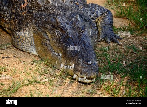 A Close Up Photo Of A Saltwater Crocodile Crocodylus Porosus Also