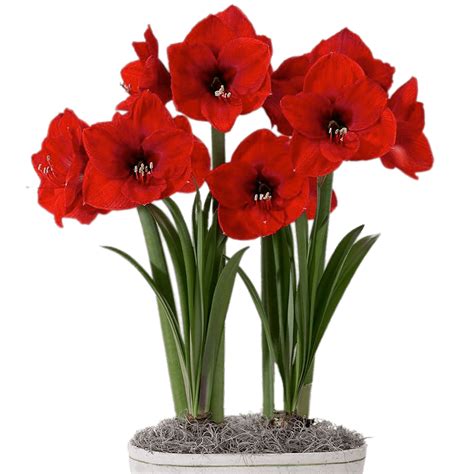 Lily Clipart Amaryllis Picture 1551903 Lily Clipart Amaryllis