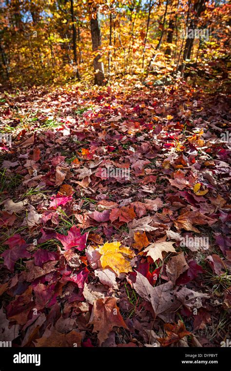 Fall Autumn Forest Hi Res Stock Photography And Images Alamy