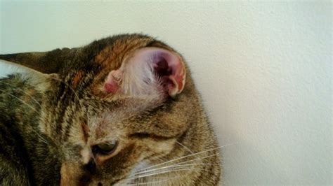 Red Bumps On Ears Thecatsite