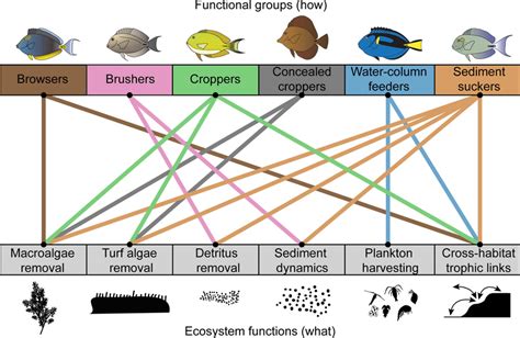 The Six Broad ‘how Functional Groups Of Surgeonfishes And Six Major