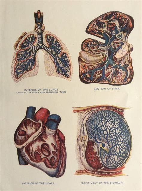 Vintage 1920s Print Human Anatomy Illustration Liver Heart Lungs