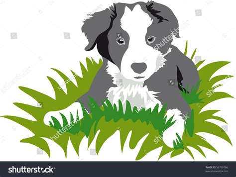 Border Collie Puppy Stock Illustration 56760166 Shutterstock