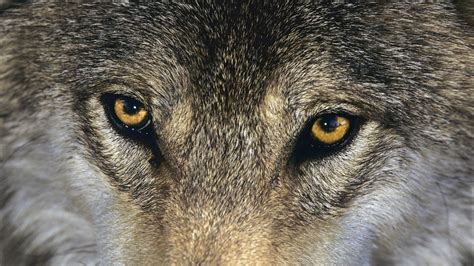 Gray Wolf Wallpapers Wallpaper Cave