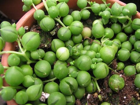 Tapioca pearls, also called tapioca balls or boba, are small translucent spheres. 11 plantas colgantes de exterior | Jardineria On