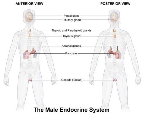 write the names of male and female sex hormones draw a labelled diagram of male endocrine glands