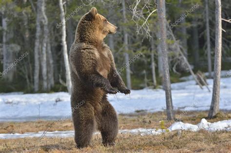 Brown Bear Standing On His Hind Legs Stock Photo By ©surzet 110689322