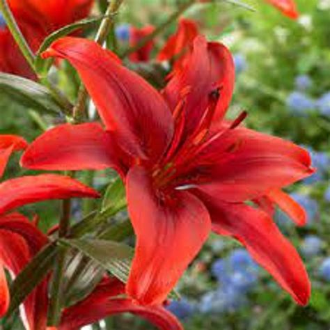 Red Power Asiatic Lilium Tulips With A Difference